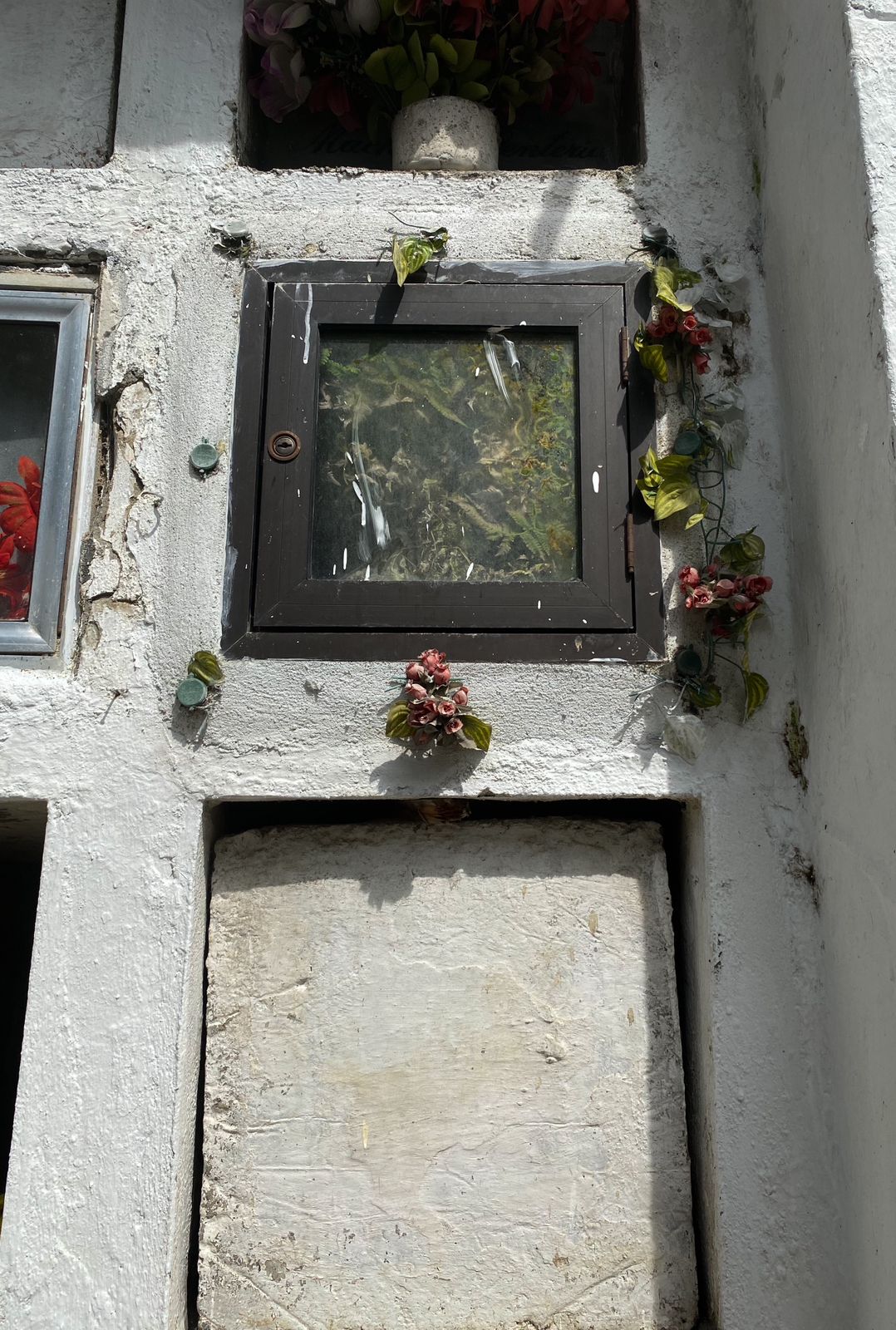 La vida creciendo en los osarios del cementerio.